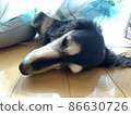 睡在陽光下的美麗臘腸 86630726