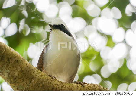White-crested owl 86630769