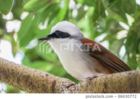 White-crested owl 86630772