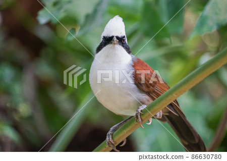 White-crested owl 86630780