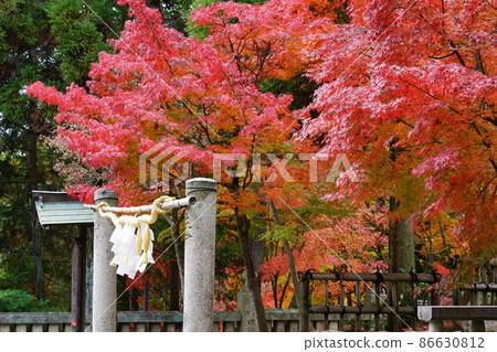 [瀨戶內33觀音聖地]岡山縣倉敷市風來觀音寺境內的守護神社的紅葉 86630812