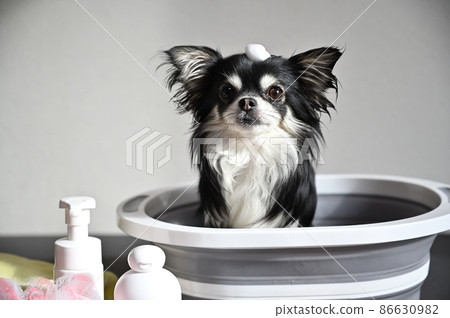 Care for your dog Chihuahua grooming 86630982