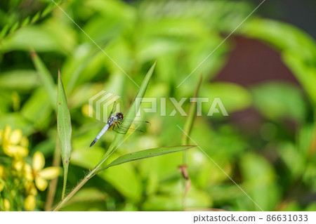 Dragonfly in Singapore 86631033