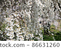 A beautiful cherry tree 86631260