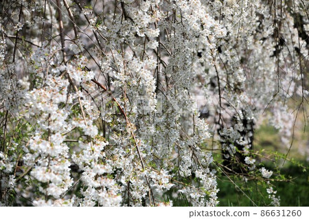 A beautiful cherry tree 86631260