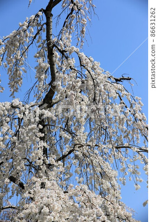 Beautiful cherry blossoms and blue sky 86631262
