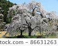 Beautiful cherry blossoms and blue sky 86631263