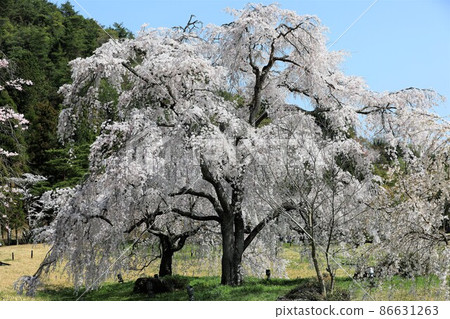 Beautiful cherry blossoms and blue sky 86631263