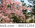 A beautiful cherry tree 86631264