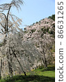 Beautiful cherry blossoms and blue sky 86631265