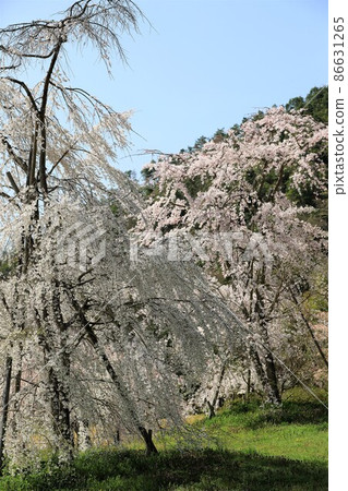 Beautiful cherry blossoms and blue sky 86631265