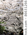 Beautiful cherry blossom tunnel 86631266
