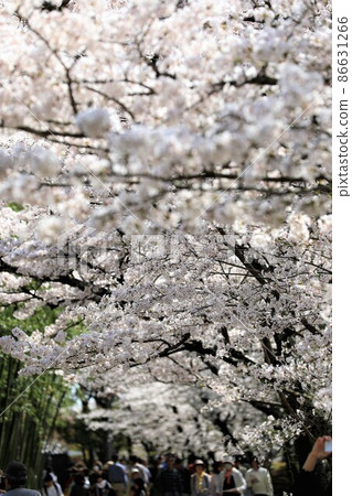 Beautiful cherry blossom tunnel 86631266