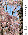 Beautiful cherry blossoms and stone lanterns 86631311