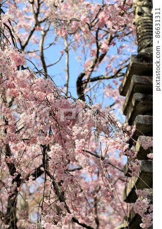 Beautiful cherry blossoms and stone lanterns 86631311