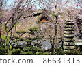 Beautiful cherry blossoms and stone lanterns Japanese house straw thatched roof 86631313