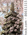 Beautiful cherry blossoms and stone lanterns 86631315