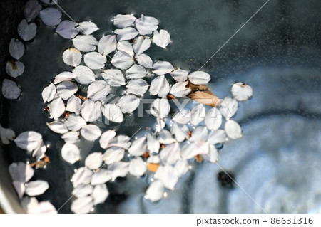 Cherry blossom petals on the water surface 86631316