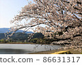 Beautiful cherry blossoms and blue sky lakeside 86631317