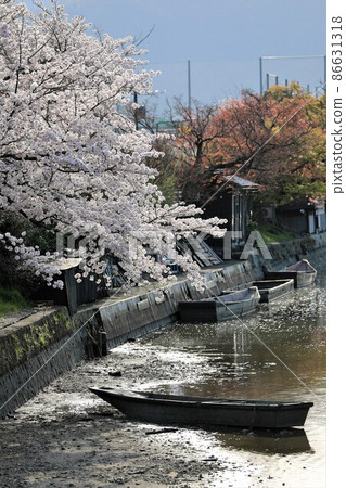 Beautiful cherry blossoms and lakeside boat 86631318