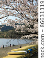 Beautiful lakeside cherry blossoms 86631319