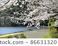 Beautiful lakeside cherry blossoms 86631320