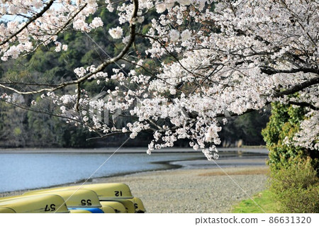 Beautiful lakeside cherry blossoms 86631320