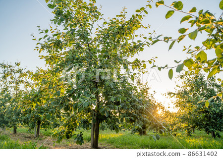 Orchard or garden of apple trees in the summer with blue sky and white clouds. 86631402