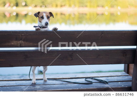 Lonely dog on a bench by the lake. 86631746