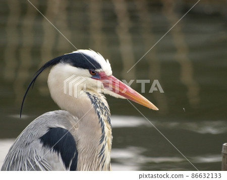 Gray Heron (in Dazaifu City, Fukuoka Prefecture) 86632133