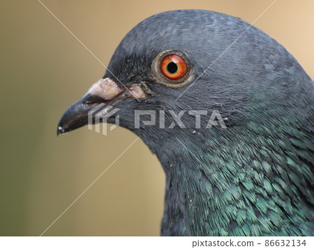 Rock pigeon (in Dazaifu City, Fukuoka Prefecture) 86632134