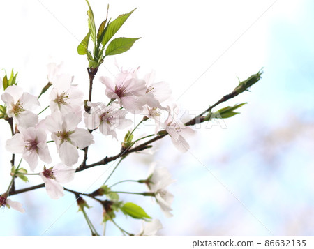 Wild cherry tree (in Itoshima City, Fukuoka Prefecture) 86632135