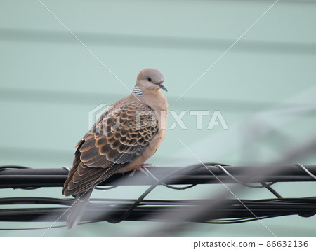 Turtle dove (in Itoshima City, Fukuoka Prefecture) 86632136