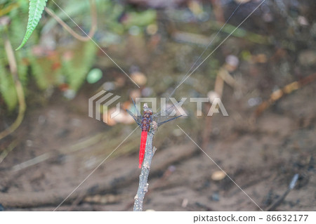 新加坡紅蜻蜓 新加坡紅蜻蜓 86632177