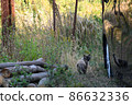 Blue-eyed cat 86632336