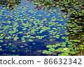 Water lily leaves 86632342