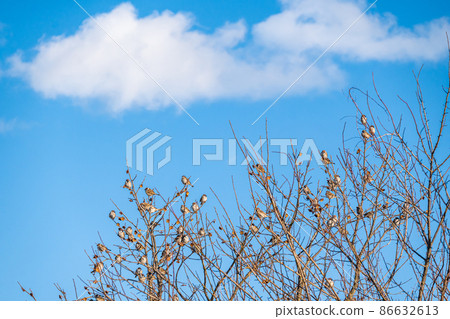Sparrows gathered in a persimmon tree Sparrows gathered in a persimmon tree 86632613