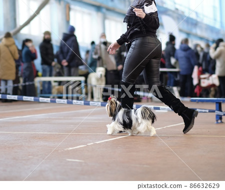 Woman in leather pants walks with his beloved dog breed Beaver Yorkshire Terrier Woman in leather pants walks with his beloved dog breed Beaver Yorkshire Terrier 86632629