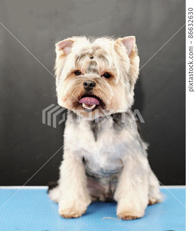 Portrait of a Yorkshire terrier close-up, vertical photo Portrait of a Yorkshire terrier close-up, vertical photo 86632630