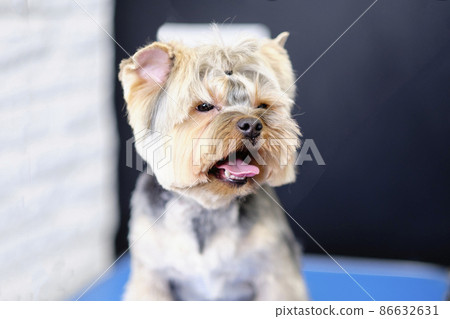 A close-up portrait of a Yorkshire terrier after a groomer's haircut A close-up portrait of a Yorkshire terrier after a groomer's haircut 86632631