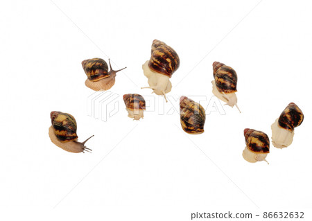 Collection of African achatin snails, archachatin isolated on a white background 86632632