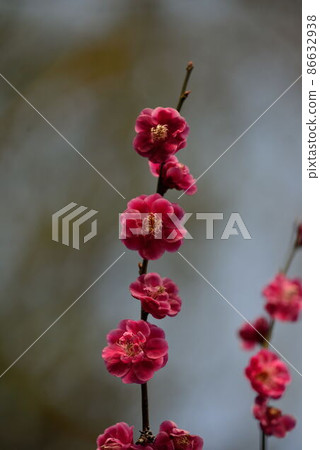 The flowers are advancing to the tip of the plum tree The flowers are advancing to the tip of the plum tree 86632938