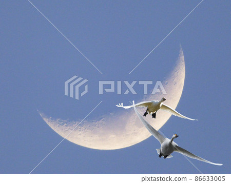 月亮和天鵝 86633005