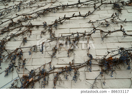 掛在大樓外牆上的常春藤 掛在大樓外牆上的常春藤 86633117