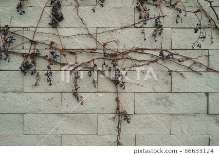 Ivy that hangs on the outer wall of the building Ivy that hangs on the outer wall of the building 86633124