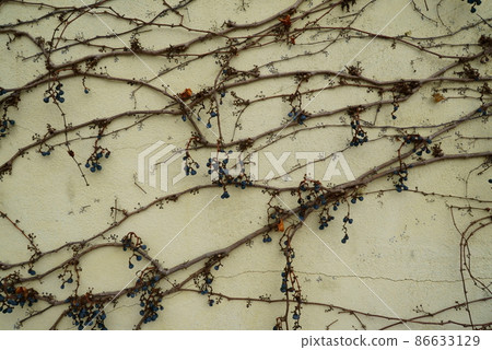 Ivy that hangs on the outer wall of the building Ivy that hangs on the outer wall of the building 86633129