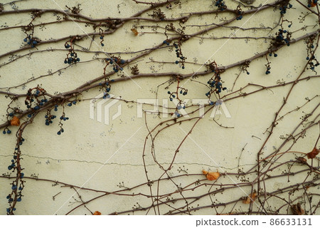 Ivy that hangs on the outer wall of the building Ivy that hangs on the outer wall of the building 86633131