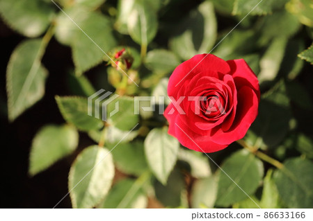 清晨陽光下的紅玫瑰 清晨陽光下的紅玫瑰 86633166