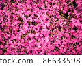 Moss phlox wallpaper 86633598