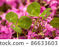 Clover and moss phlox 86633603